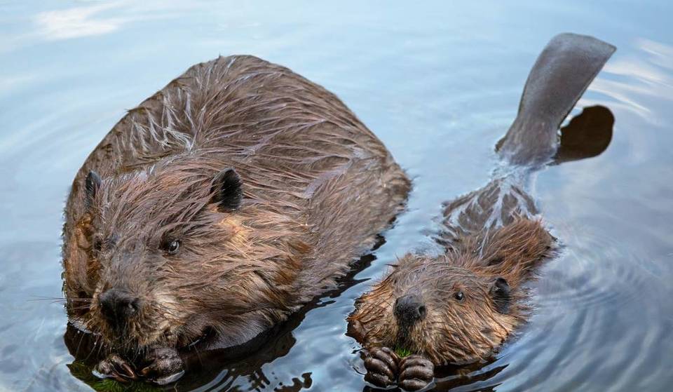 Beavers Have Returned To London For The First Time In 400 Years