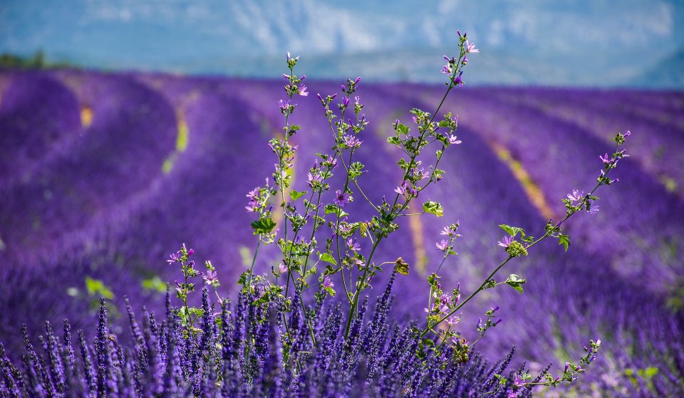 9 Astonishing Places In England To See Beautiful Fields Of Flowers