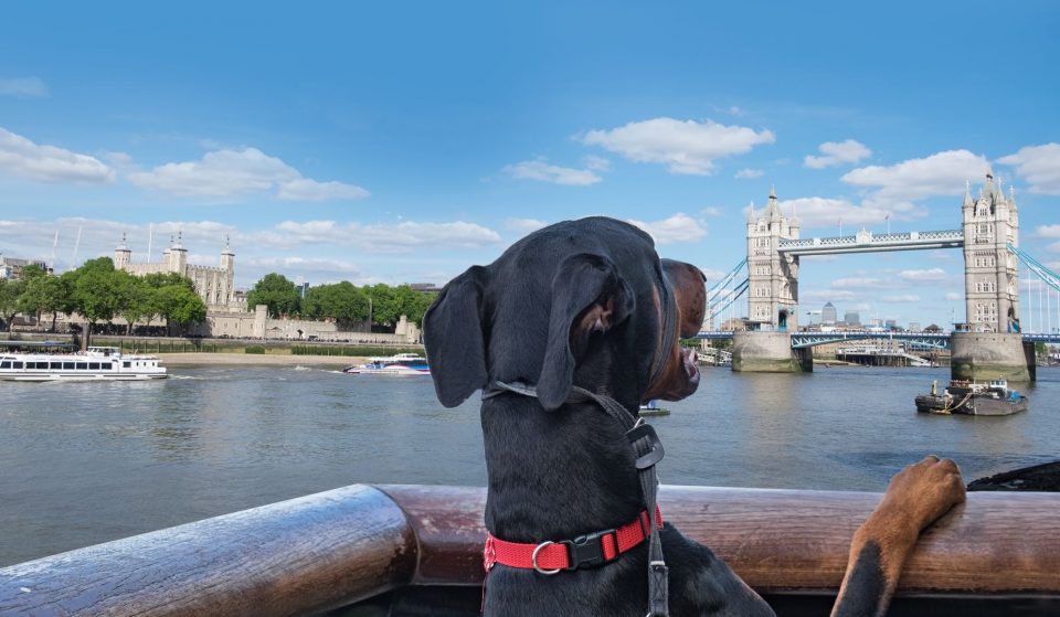 18 Of The Best Dog Walks In London To Take Your Four-Legged Friend This Winter
