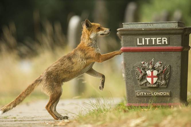 London fox peering into a London bin. 