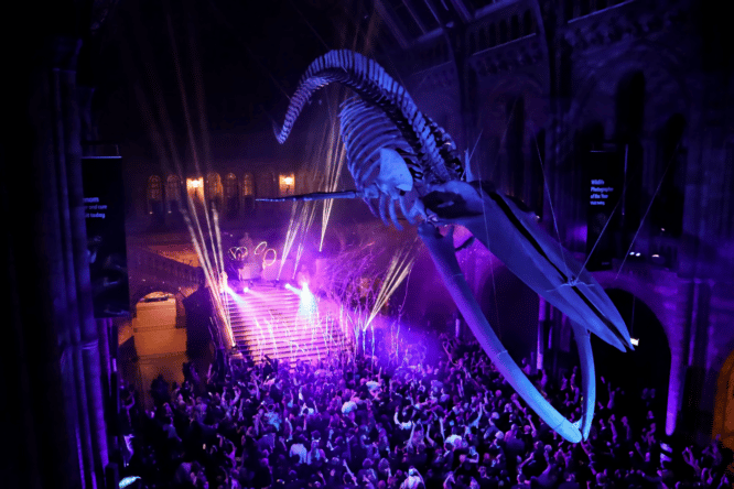Hope the whale, lit up by pink leds and soft blue light, above the New Year's Eve party at The Natural History Museum